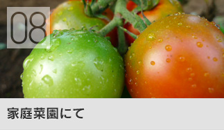 家庭菜園にて