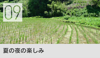 夏の夜の楽しみ